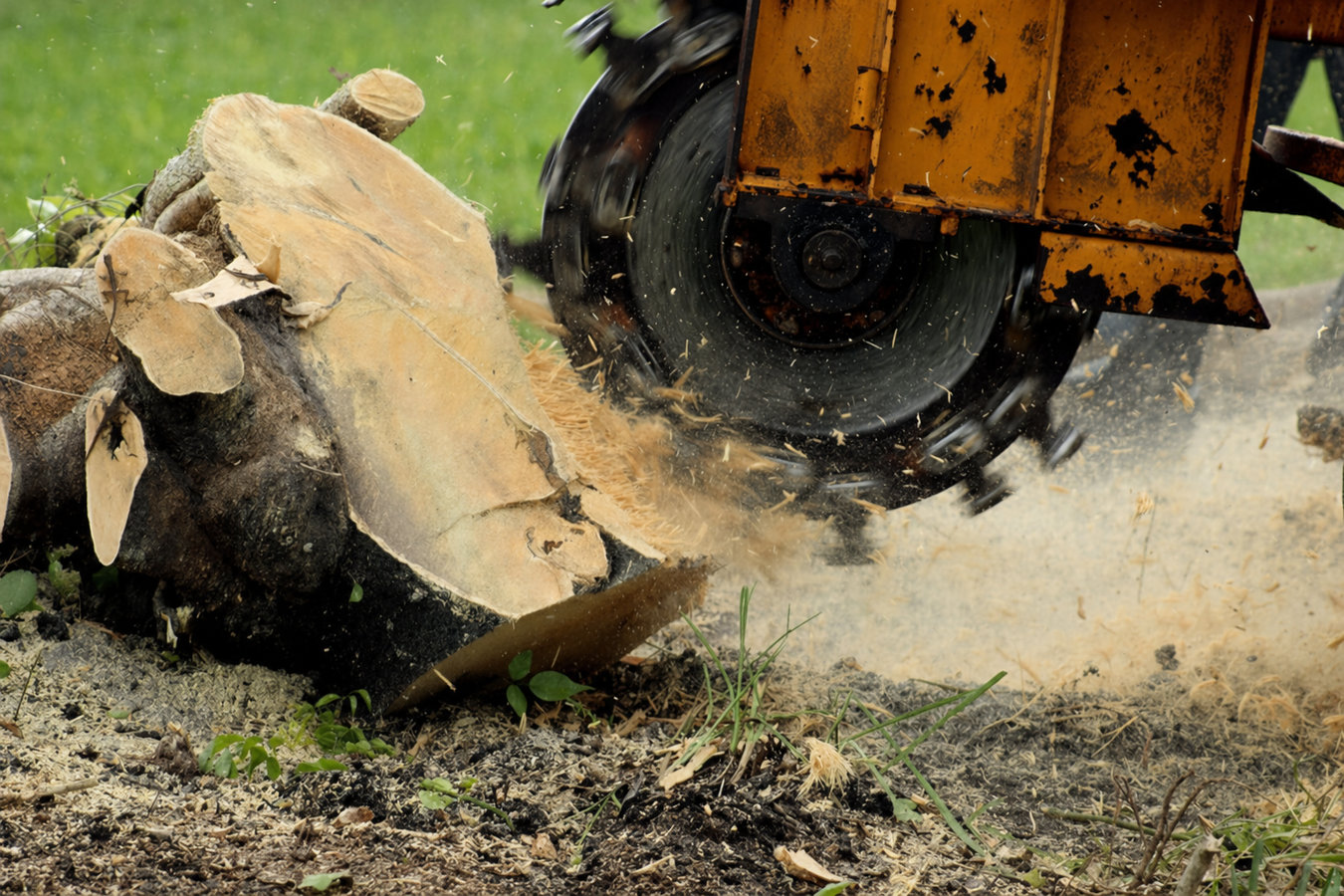 Stump removal in Alameda, CA