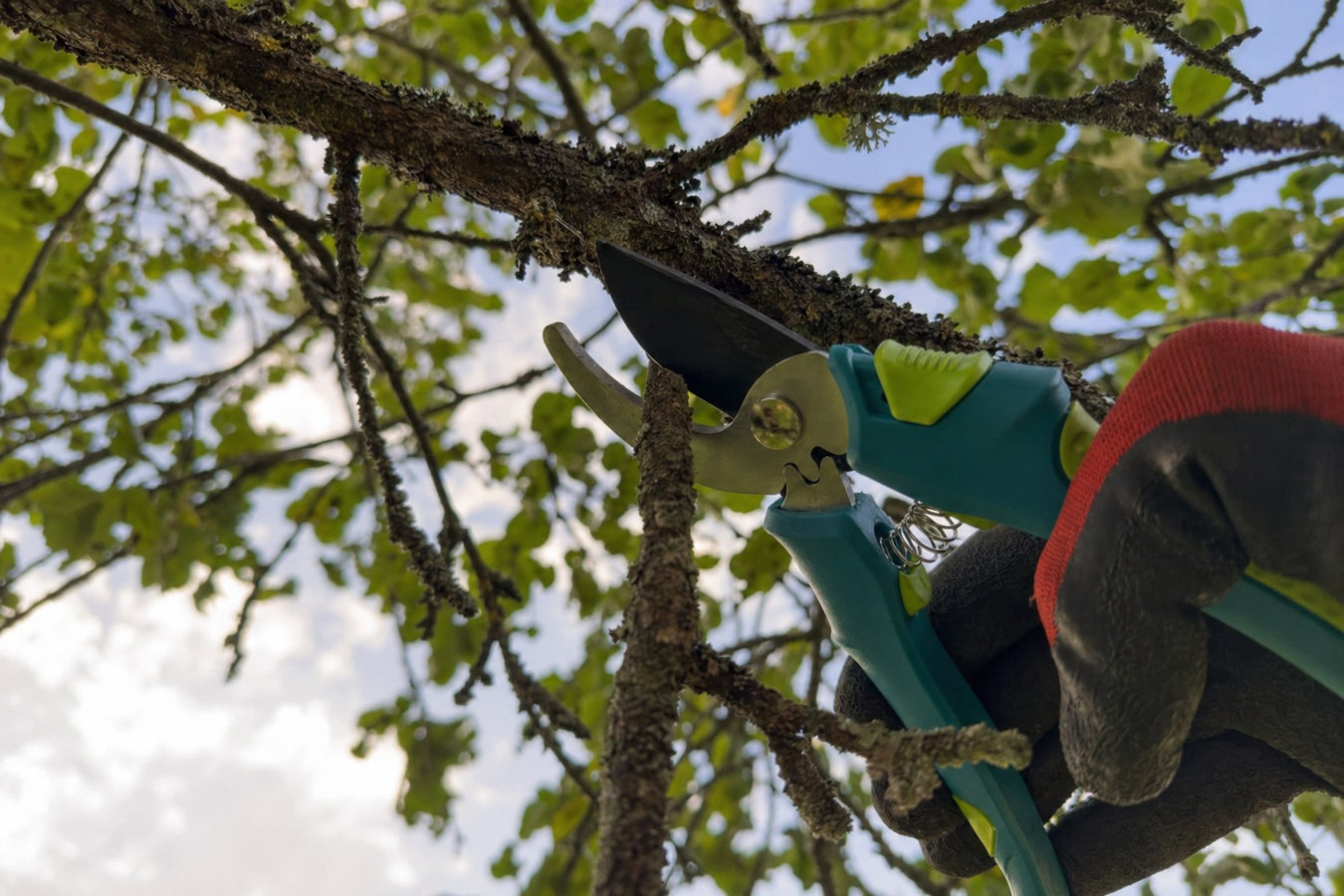 Tree Service services in Albany